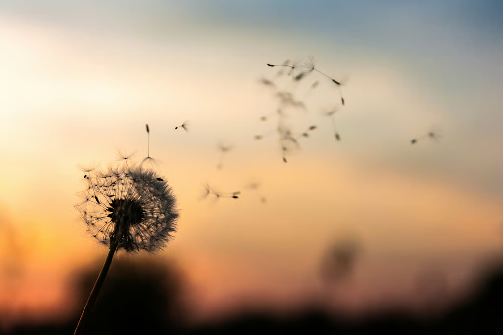 A dandelion being blown in the wind during sunset.